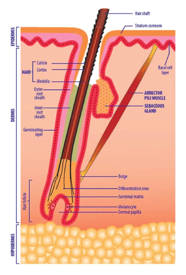Cross-section of skin showing the hair follicle, bulb, dermal papilla, sebaceous gland and arrector pili muscle